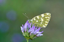 Bath white butterfly (Pontia daplidice) Lorgues, France, May.