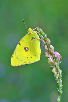 Berger's clouded yellow butterfly (Colias alfacariensis) Riou de Meaulx, Provence, southern France, May.