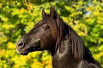 Portrait of Ferari, a Canadian Horse stallion, multi champion, Cumberland, Ontario, Canada. Critically Endangered horse breed.
