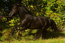 Ferari, a Canadian Horse stallion, multi champion, cantering in a field, Cumberland, Ontario, Canada.Critically Endangered horse breed.