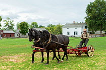 Two Canadian Horse geldings pull an ancient grass cutter, at Upper Canada Village Museum, Morrisburg, Ontario, Canada. Critically Endangered horse breed