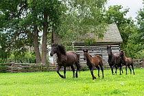 Two Canadian Horse mares and theircolt/foal trotting in front of 18th century buildings, at Upper Canada Village Museum, Morrisburg, Ontario, Canada. Critically Endangered horse breed