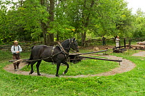 A  Canadian Horse gelding activates a sawing machine to cut wood, at Upper Canada Village Museum, Morrisburg, Ontario, Canada. Critically Endangered horse breed.