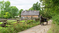 Canadian Horse gelding pulls a trailer, at Upper Canada Village Museum, Morrisburg, Ontario, Canada. Critically Endangered horse breed.