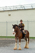 Delaware mounted police officer on his Clydesdale horse standing, during the National American Police Equestrian Competition (NAPEC), at Kingston Penitentiary, Kingston, Ontario, Canada. September 201...