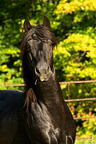 Portrait of Ferari, a Canadian Horse stallion, multi champion, Cumberland, Ontario, Canada. September 2016. Critically Endangered  horse breed.