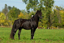 Ferari, a Canadian Horse stallion, multi champion, standing in a field, Cumberland, Ontario, Canada. Critically Endangered horse breed.