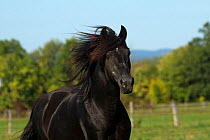 Portrait of Ferari, Canadian Horse stallion, multi champion, Cumberland, Ontario, Canada. Critically endangered horse breed.