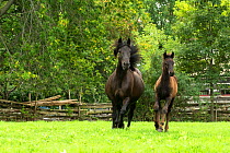 Canadian Horse mare and her colt / foal trotting in a field, at Upper Canada Village Museum, Morrisburg, Ontario, Canada. Critically Endangered horse breed.