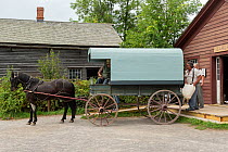 Canadian Horse gelding waits while his wagon is filled with flour bags, at Upper Canada Village Museum, Morrisburg, Ontario, Canada Critically endangered horse breed