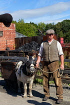 A Shetland pony, in full mining harness, is led by a miner, at Beamish, the North of England Open Air Museum, near Stanley, County Durham, England, United Kingdom. September 2016.