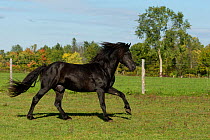 Ferari, a Canadian Horse stallion, multi champion, cantering in a field, Cumberland, Ontario, Canada. Critically Endangered horse breed.