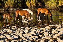 Three wild Salt River mares and a foal graze in the river, Tonto National Forest, Arizona, USA. October.