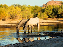 Two wild Salt River bachelor stallions / horses grazing in water, living wild in Tonto National Forest, Arizona, USA. October.