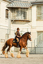 Delaware mounted police officer on his Clydesdale horse competing in dressage, during the National American Police Equestrian Competition (NAPEC), at Kingston Penitentiary, Kingston, Ontario, Canada....