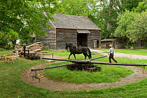 Canadian Horse gelding activates a sawing machine to cut wood, at Upper Canada Village Museum, Morrisburg, Ontario, Canada.  Critically endangered horse breed.