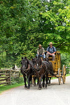 Canadian Horse geldings pulling a passenger coach, at Upper Canada Village Museum, Morrisburg, Ontario, Canada. Critically endangered species. September 2016.
