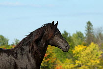 Portrait of Ferari, a Canadian Horse stallion, multi champion, Cumberland, Ontario, Canada. Critically Endangered horse breed. September 2016.