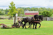 Canadian Horses gelding pulling an ancient grass cutter, at Upper Canada Village Museum, Morrisburg, Ontario, Canada. Critically Endangered horse breed.
