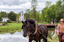 Canadian Horse gelding tows a passenger boat, at Upper Canada Village Museum, Morrisburg, Ontario, Canada. Critically Endangered horse breed.