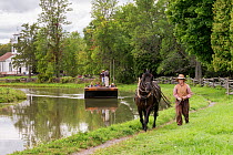 Canadian Horse gelding tows a passenger boat, at Upper Canada Village Museum, Morrisburg, Ontario, Canada. Crictically endangered horse breed.