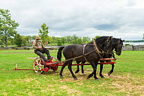 Two Canadian Horse geldings pull an ancient grass cutter, at Upper Canada Village Museum, Morrisburg, Ontario, Canada. Critically Endangered horse breed.