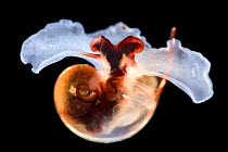 Juvenile deep-sea pelagic snail (Limacina helicoides) captive specimen from off the coast of Cape Verde