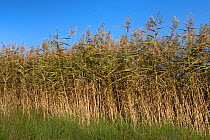 Reed (Phragmites australis), in summer, Germany, October.