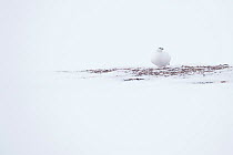 Rock ptarmigan (Lagopus muta) on winter snow, Spitsbergen, Svalbard, Norway, April