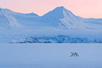 Polar Bear (Ursus maritimus) in front of a glacier in snowy winter landscape at sunset, Spitsbergen, Svalbard, Norway, April