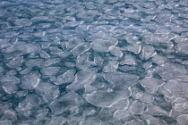 Pancake ice, early stage of formation of sea ice, late winter, Spitsbergen, Svalbard, Norway, April