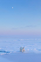 Polar Bear (Ursus maritimus) on icefield with moon in late winter, Svalbard, Spitsbergen, Norway, April