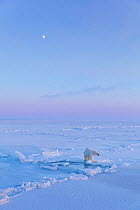 Polar Bear (Ursus maritimus) on icefield with moon in late winter,  Svalbard, Spitsbergen, Norway, April