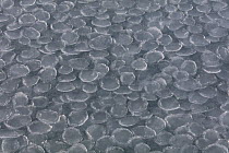 Pancake ice, early stage of formation of sea ice, Spitsbergen, Svalbard, Norway, April