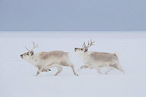 Svalbard reindeers (Rangifer tarandus platyrhynchus) running in snow, winter, Spitsbergen, Svalbard, Norway, April