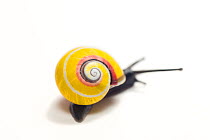 Land snail (Polymita picta iolimbata), Cuba. Endemic species.