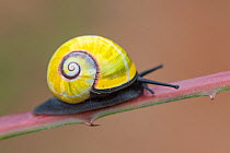 Land snail (Polymita picta iolimbata), Cuba. Endemic species.