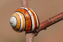 Land snail (Polymita muscareum splendita), Cuba. Endemic species.