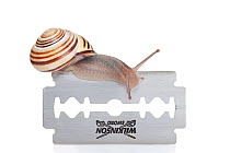 Brown-lipped snail (Cepaea nemoralis) crawling over a razor blade. The constantly produced mucus is a protection shield between the sole of the snail and the razor blade. The snail remains unharmed, G...