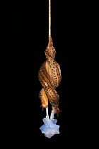 Leopard slug (Limax maximus) mating, hanging from a rope of mucus. These slugs are hermaphrodites and can be seen here transferring sperm to one another through their male organs, Switzerland