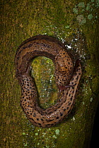 Leopard slug (Limax maximus) mating pair following each other shortly before mating. These slugs are hermaphrodites and can be seen here transferring sperm to one another through their male organs, Sw...