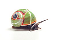 Land snail (Polymita venusta), Cuba. Endemic species.