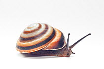 Land snail (Caracolus sagemon), Cuba