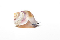 Land snail (Viana regina subunguiculata), Cuba
