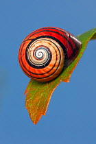 Land snail (Polymita picta iolimbata) Cuba. Endemic species.
