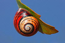 Land snail (Polymita picta iolimbata) Cuba. Endemic species.
