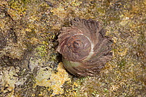 Land snail (Emoda sagraiana percrassa) species which deliberately covers its shell in mud, possibly as a form of camouflage, Cuba. Endemic species.