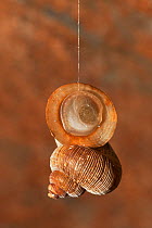 Land snail (Chondropomedes magnum elizabethae) hanging in cave, with closed shell entrance, from a rope of mucus. A behaviour mostly likely to deter, Cuba