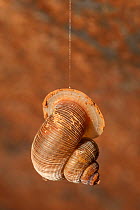 Land snail (Chondropomedes magnum elizabethae) hanging in cave, with closed shell entrance, from a rope of mucus. A behaviour mostly likely to deter, Cuba