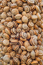 Sandhill snail (Theba pisana) mass clustered on vegetation during dry season to avoid warm temperatures at ground level, Camargue, France